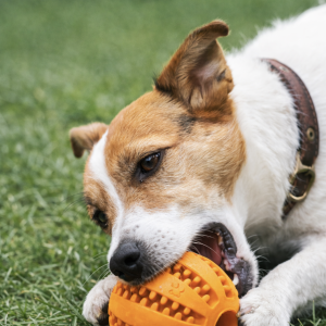 Chien qui joue avec balle orange